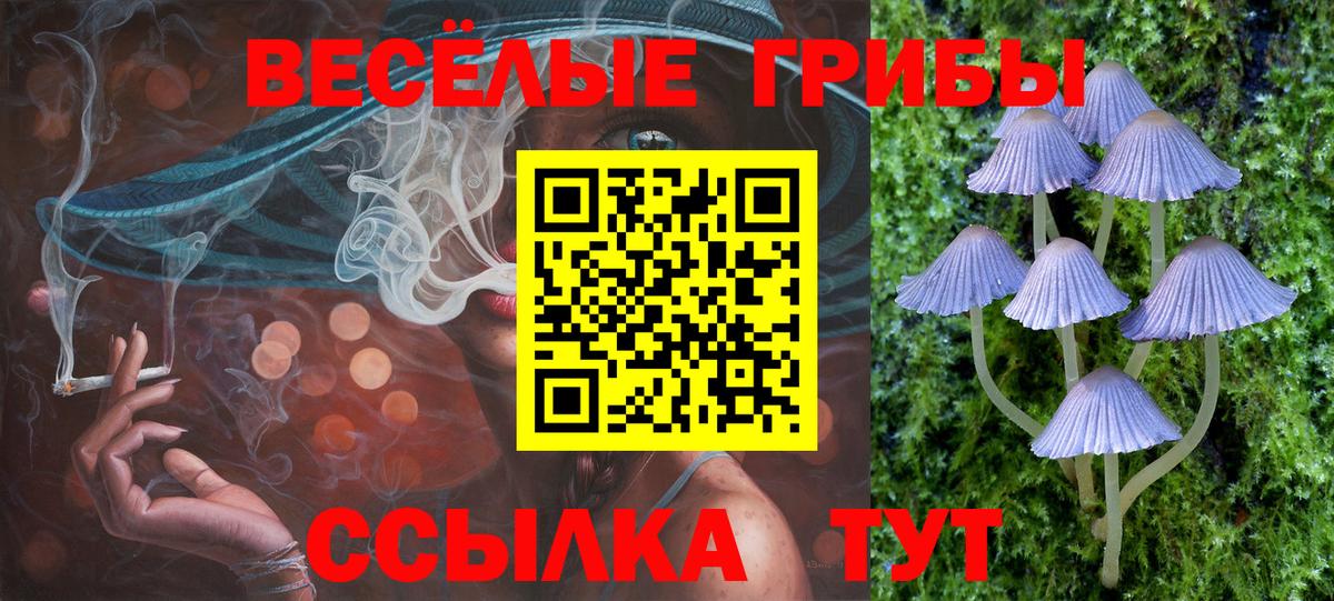 Псилоцибиновые грибы Psilocybe Борзя